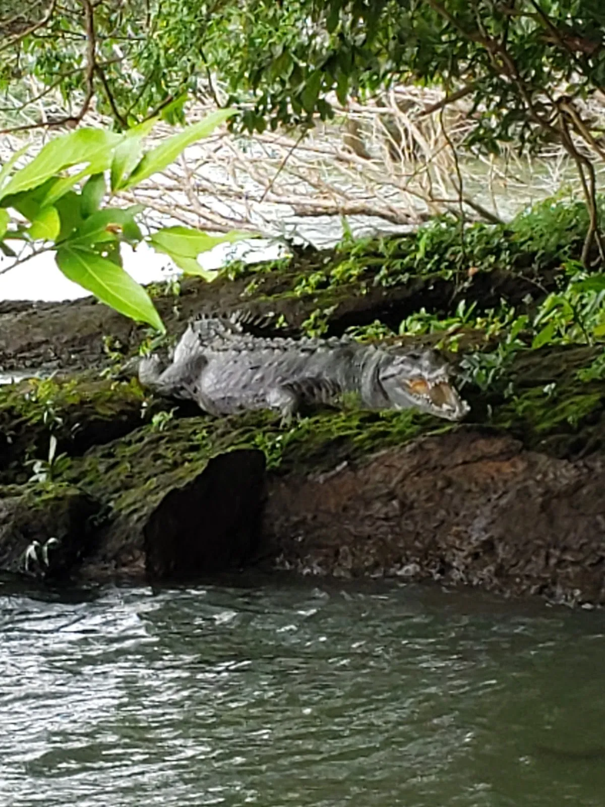 Panama Kosher Experience — photo 2