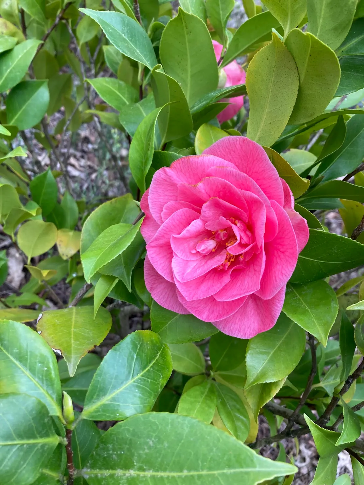 Tigard Chabad Jewish Center — foto 5