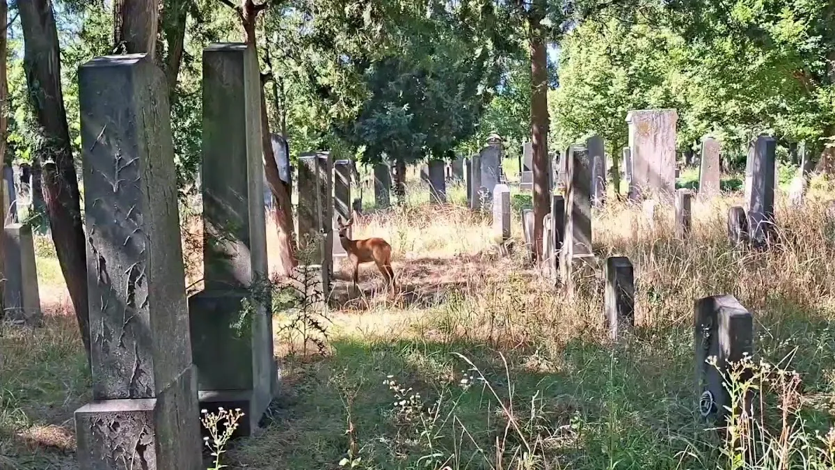 Alter Israelitischer Friedhof Wien Simmering — foto 2