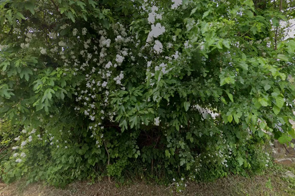 B'nai Torah Cemetery — foto 3
