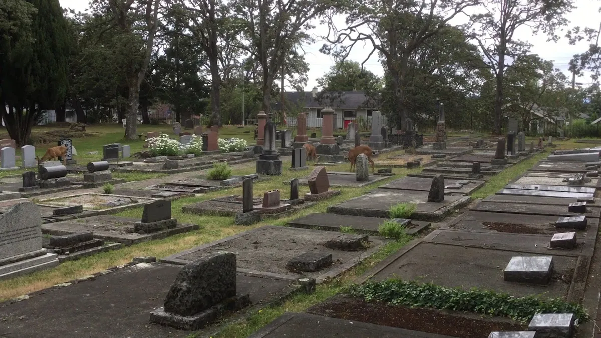 Bays Ha Chayim - Jewish Cemetery — photo 3