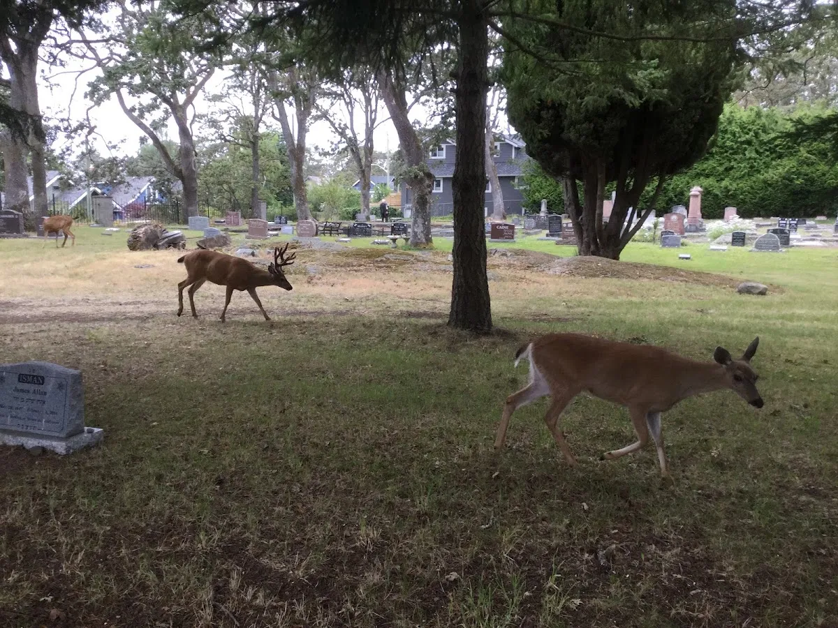 Bays Ha Chayim - Jewish Cemetery — photo 9
