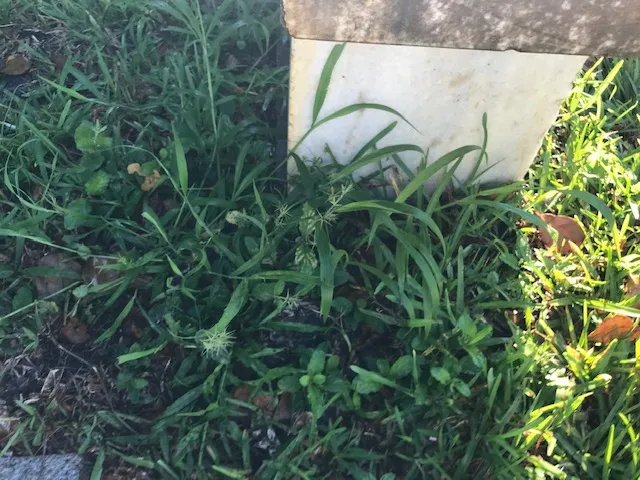 Beth David Memorial Gardens (Levitt-Weinstein) — foto 9