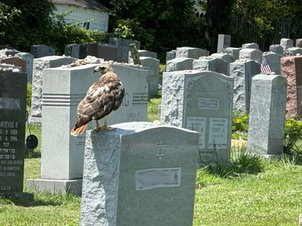 Beth Hamedrosh Hagodol Cemetery — foto 3