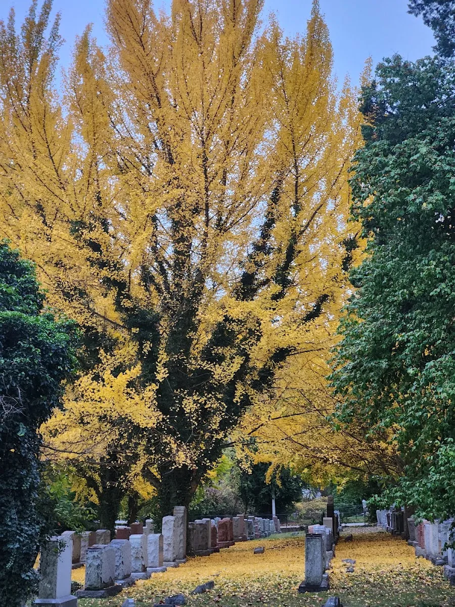 Bnai Amoona Cemetery — foto 8