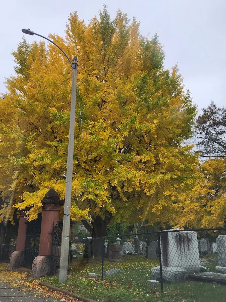 Bnai Amoona Cemetery — foto 9