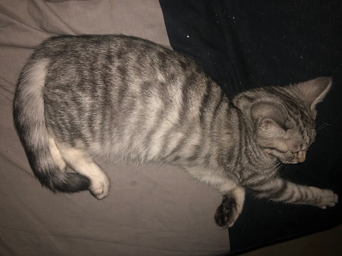 Buchinger Volailles — foto 4