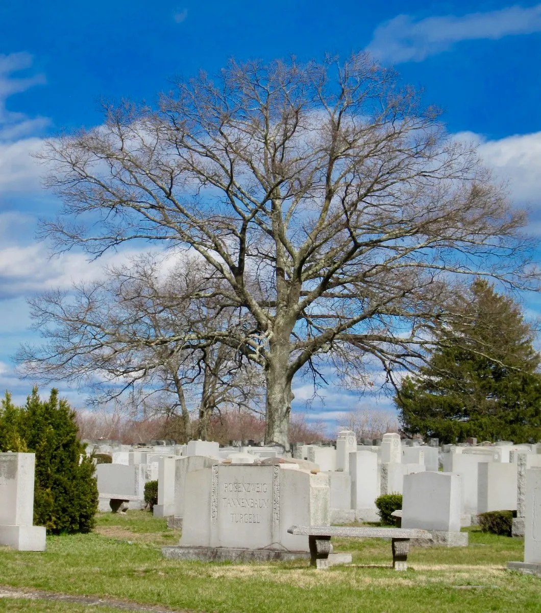 Cedar Park and Beth El Cemeteries — foto 6