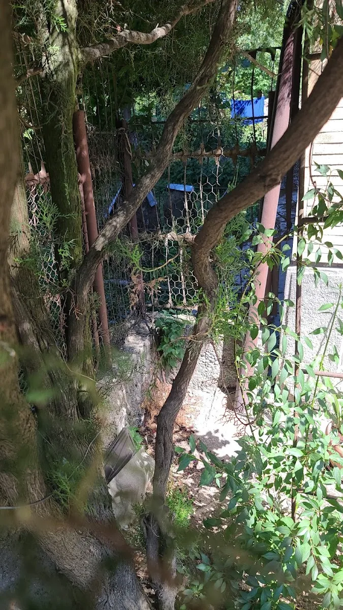 Cementerio judío antiguo de Sighet — foto 7