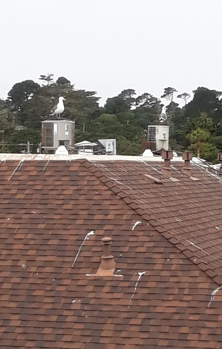Chabad of Monterey — photo 4