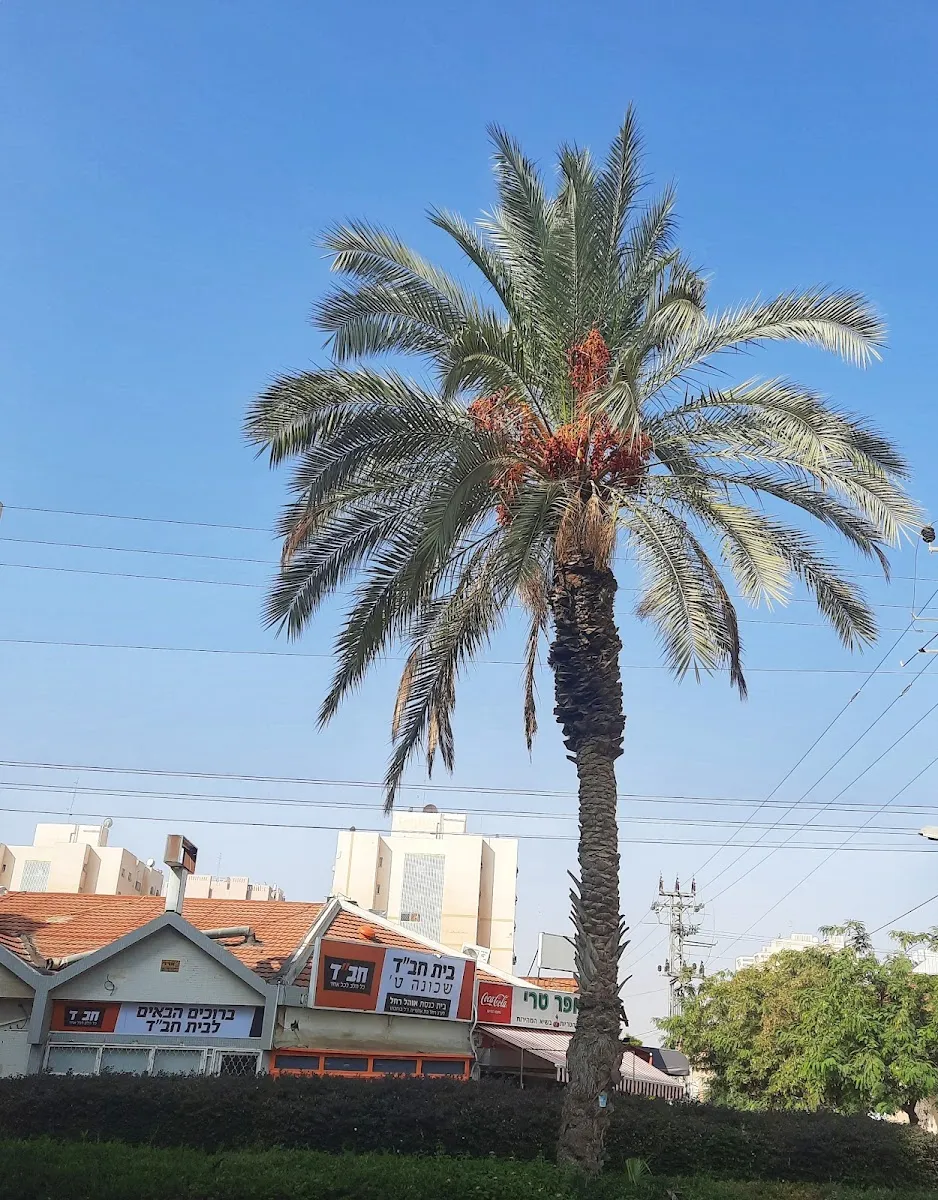 Chabad of Shechuna Tet, Beersheva — photo 7