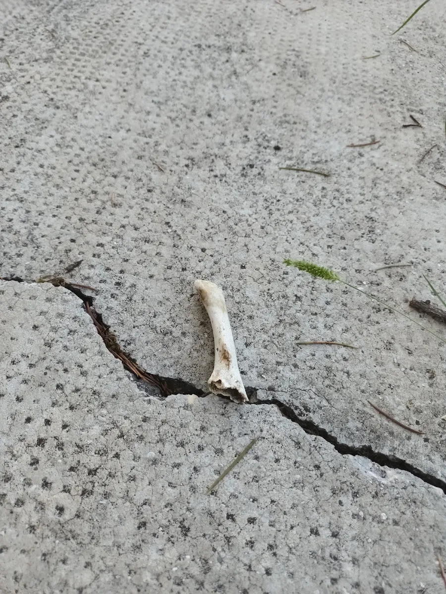 Cimitero Ebraico di Verona — photo 10