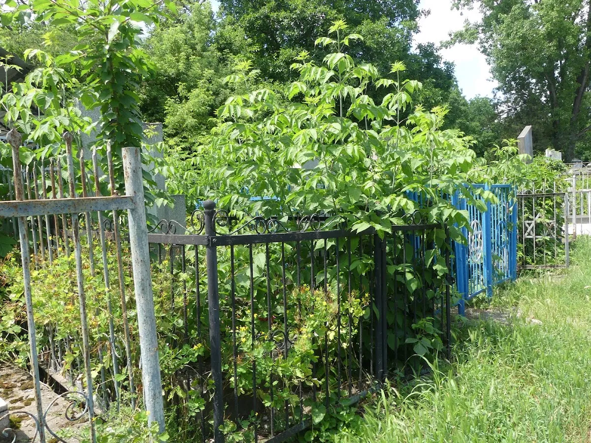 Cimitirul evreiesc din Bălți — photo 5
