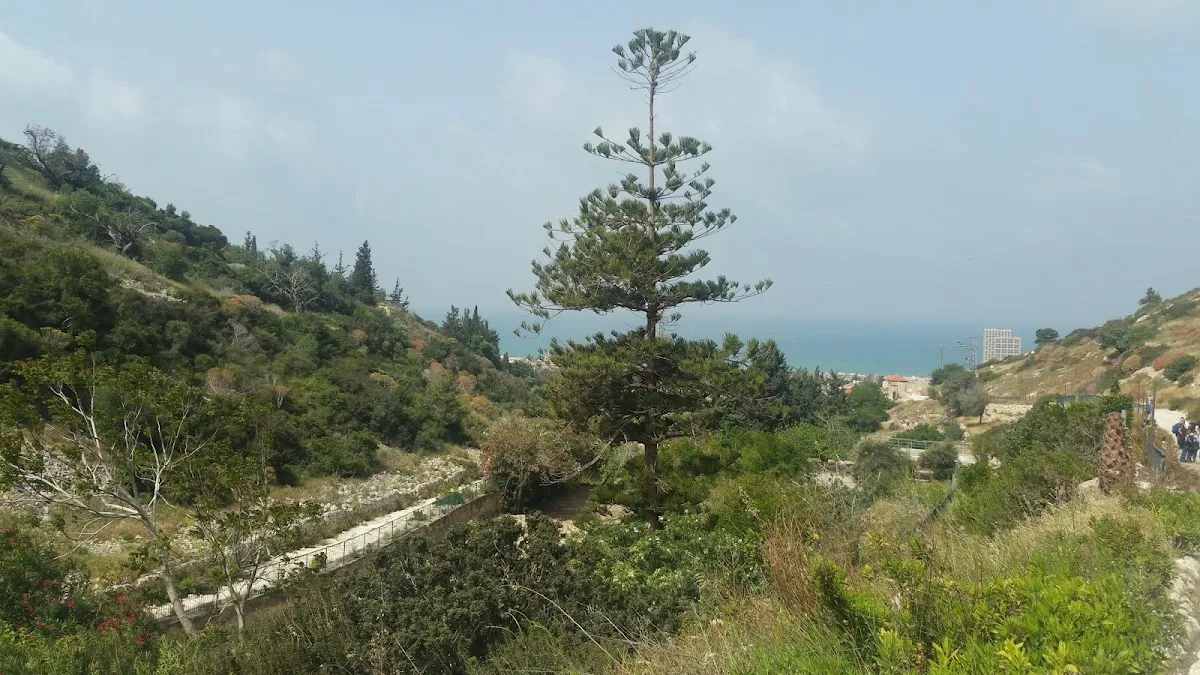 Beit Chabad Pninat HaCarmel - Kababir — foto 4