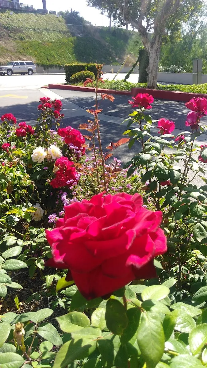 Congregation Ner Tamid South Bay — photo 9