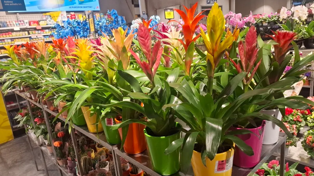 Coop Supermarché Genève Florissant — foto 2