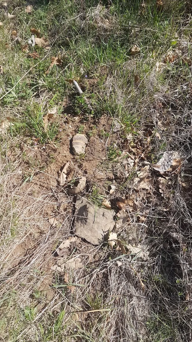 Former Jewish Cemetery (Hosszúhetény) — photo 3