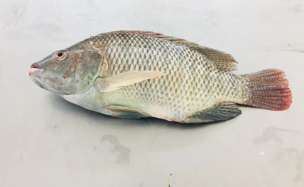 Golden Fish — photo 7