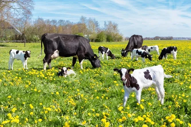 Grassfed Glatt — foto 5