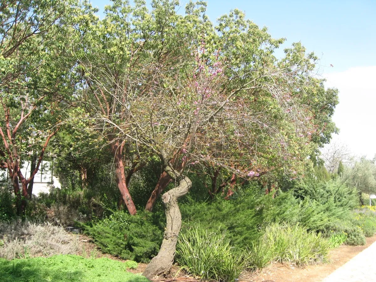 Har Etzion Yeshiva — foto 9