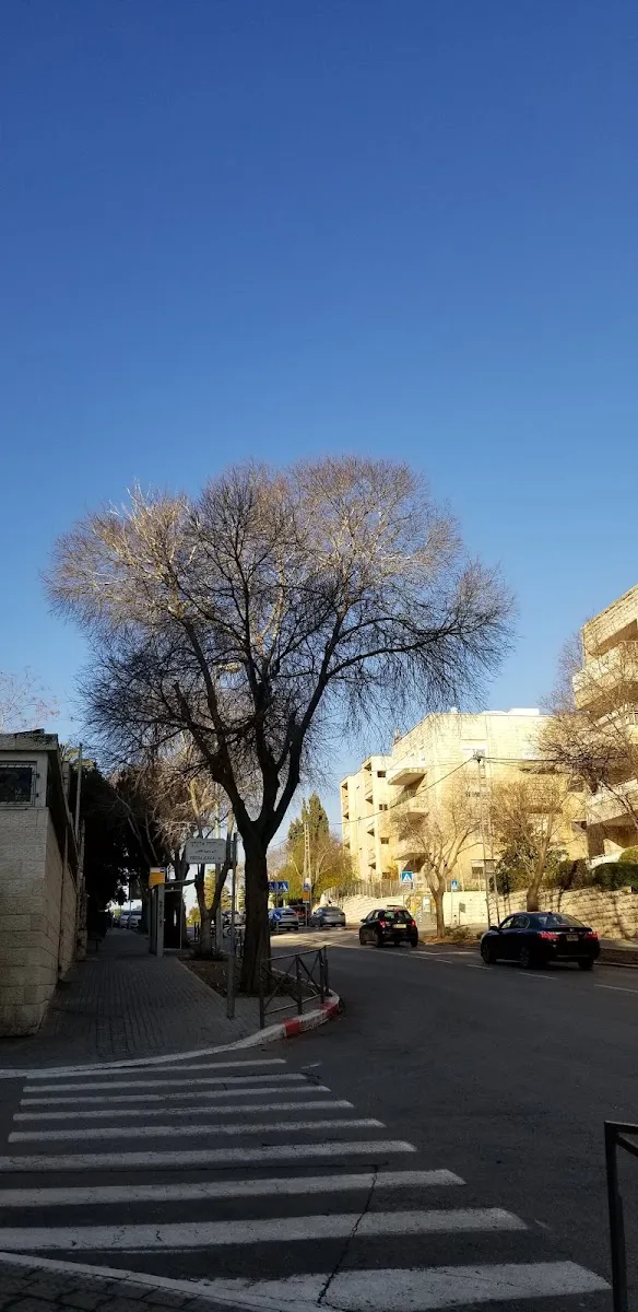 HaTzvi Yisrael Synagogue — foto 7