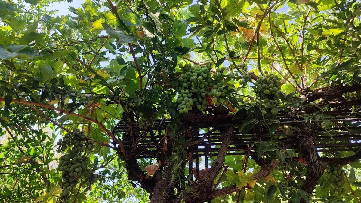 Jardín Judío. Vergel de Granados — foto 9