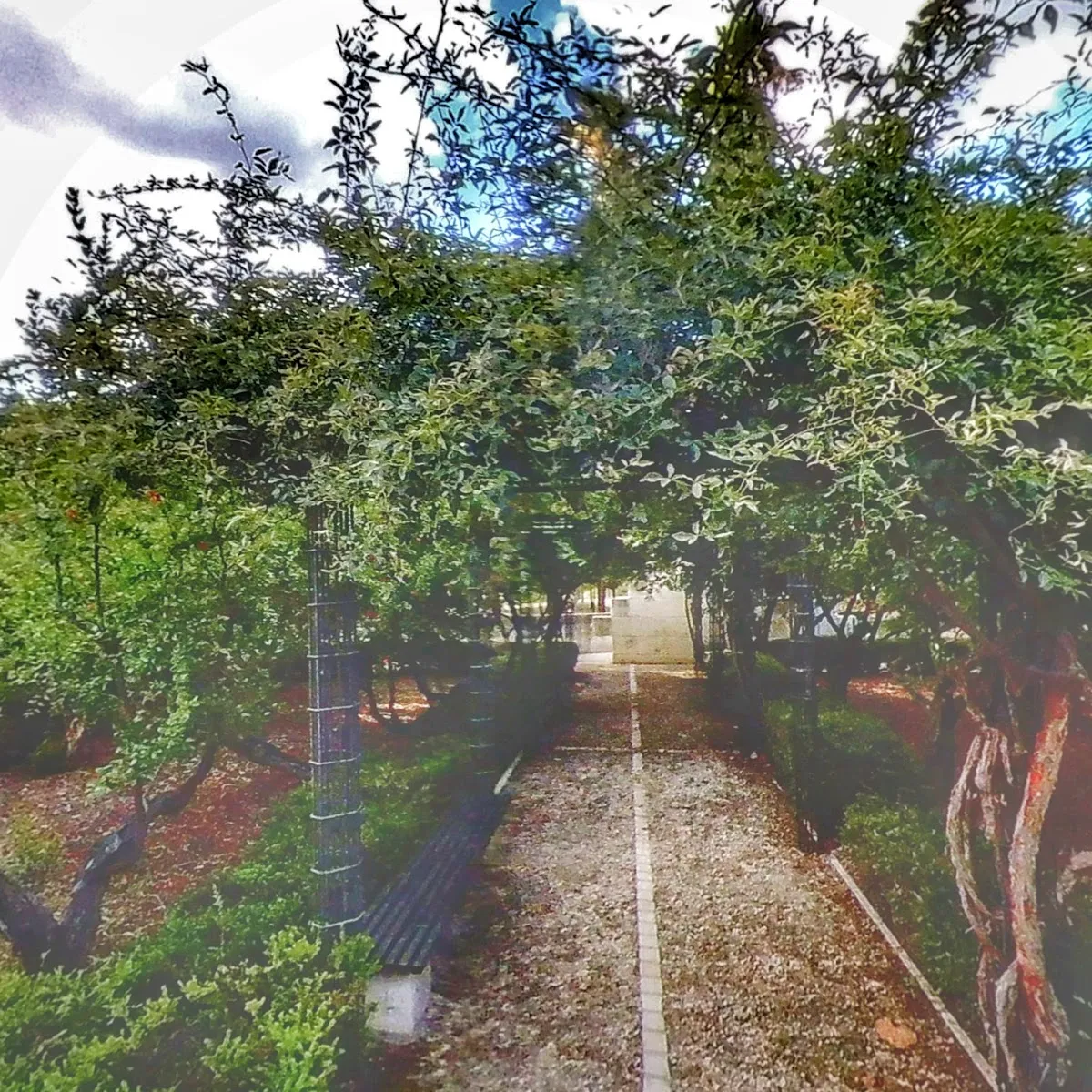 Jardín Judío. Vergel de Granados — foto 10