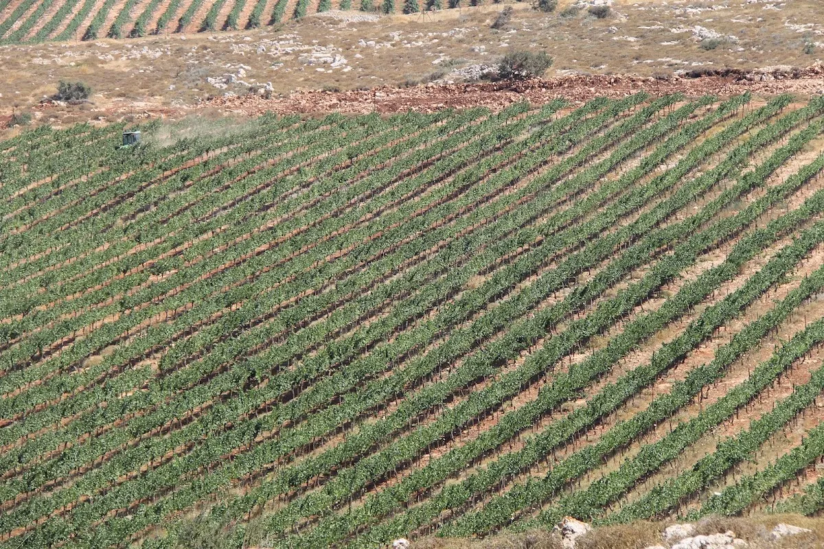 Jerusalem Wineries