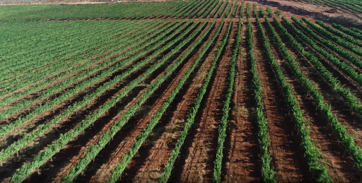 Jerusalem Wineries — foto 6