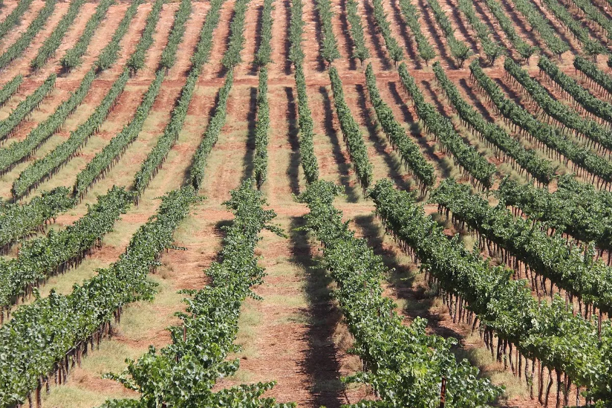Jerusalem Wineries — foto 9