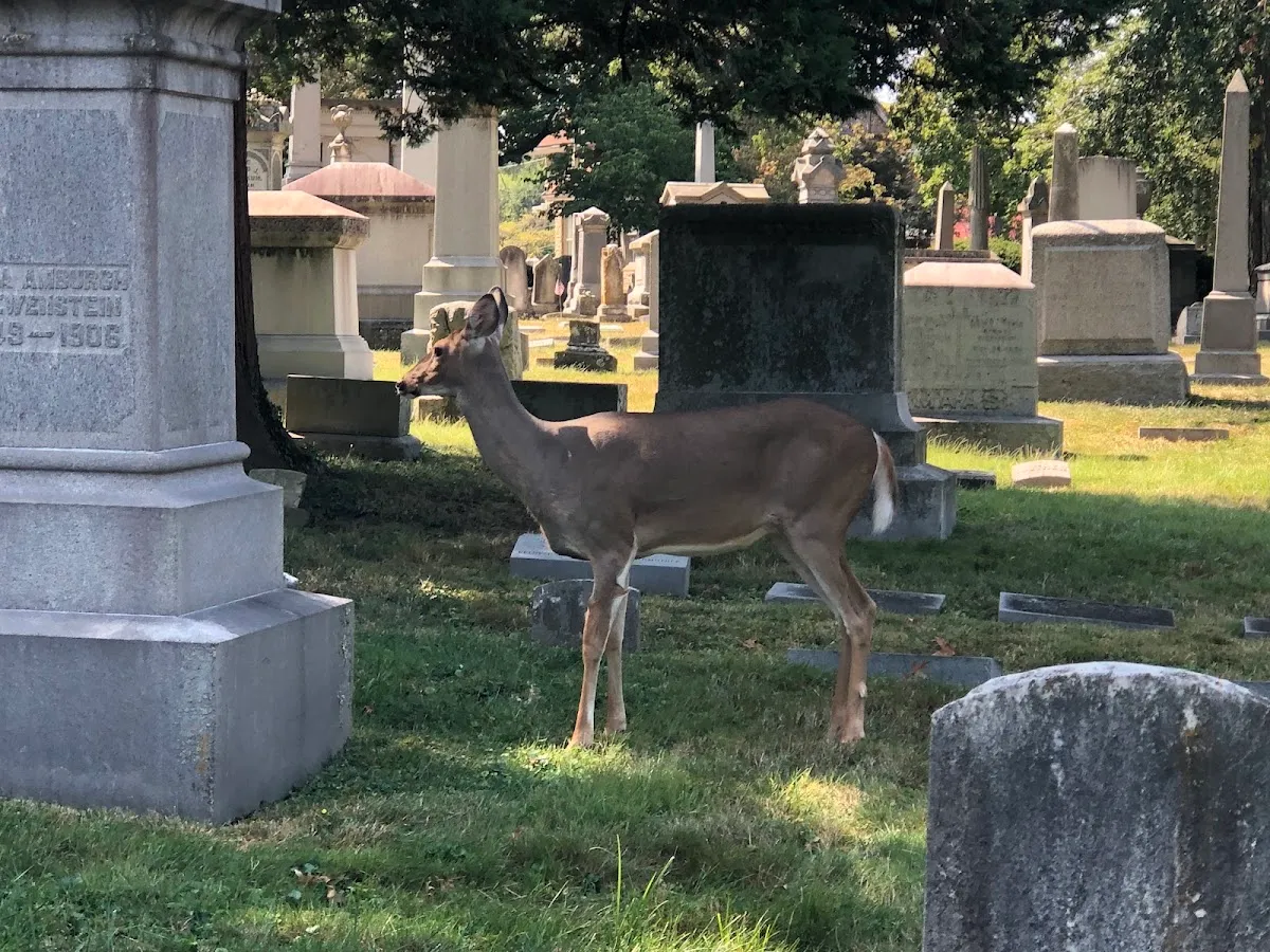 Jewish Cemeteries of Greater Cincinnati — foto 3