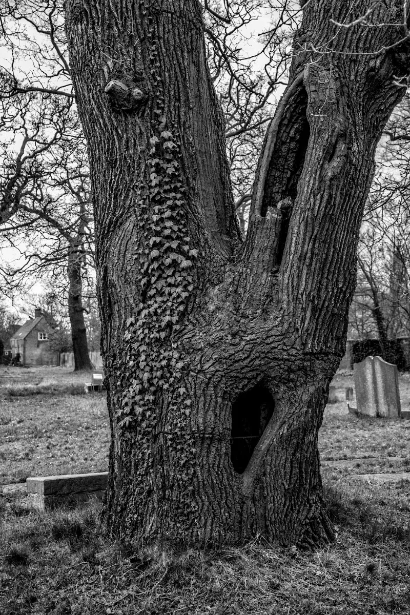 Jewish Cemetery Scheveningseweg — foto 8