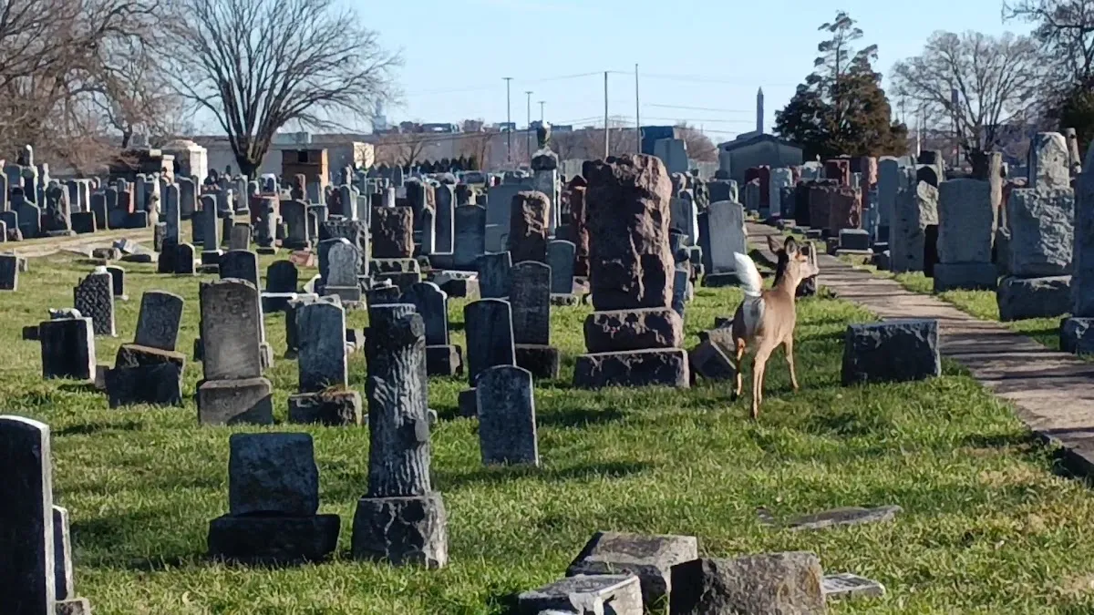 Jewish Waldheim Cemetery — foto 3
