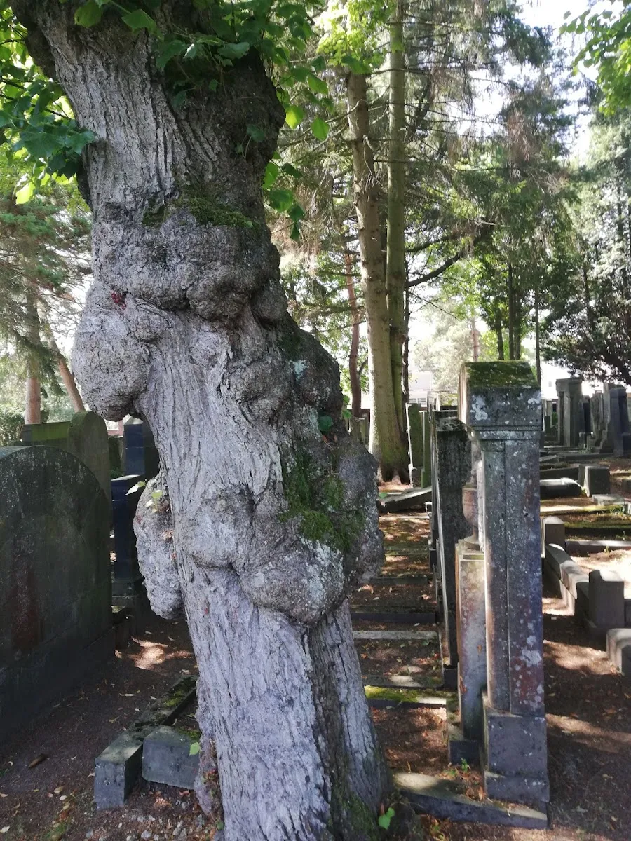 Jüdischer Friedhof Aachen — foto 8