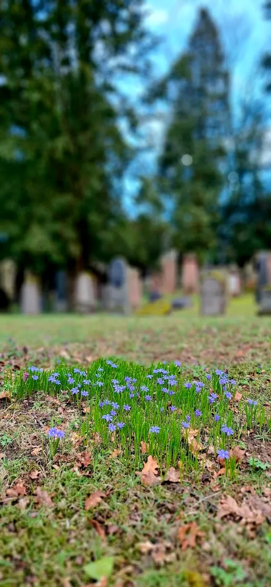 Jüdischer Friedhof Darmstadt — foto 9