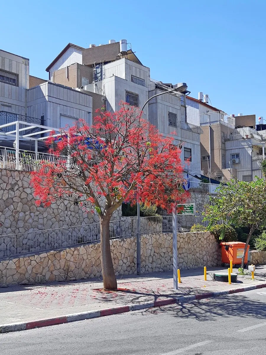 Kehal Chasidim Synagogue Ma'ale Adumim — foto 7