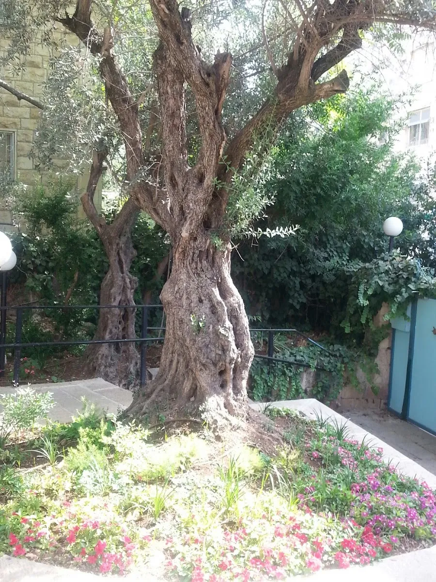 Kehilat Har-El — photo 7