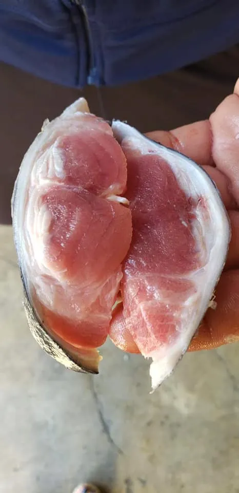 Kosher Fish Market — photo 7