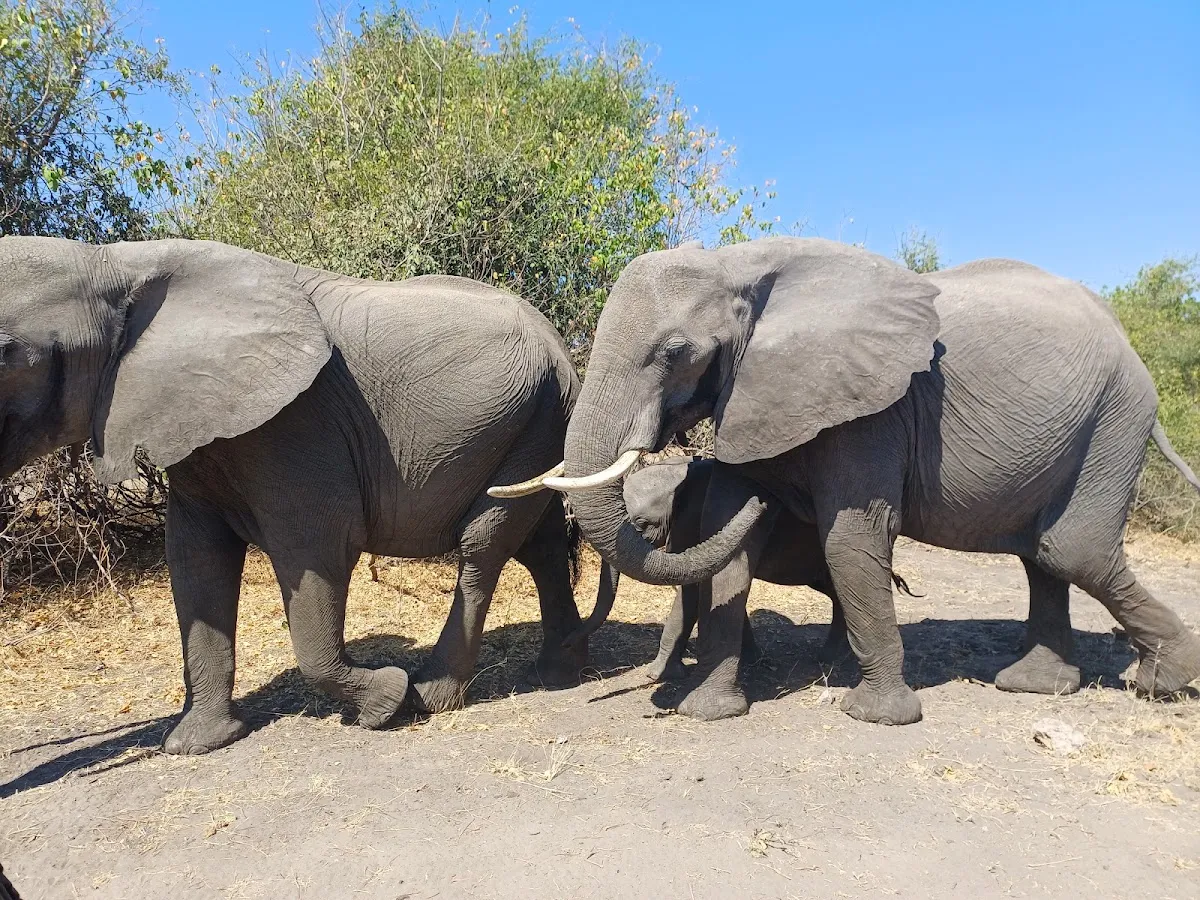 Kosher Safaris - Glatt Safaris ( )‎ — foto 3