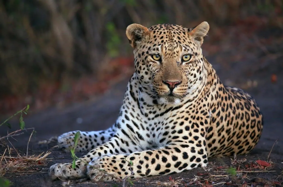 Kosher Safaris - Glatt Safaris ( )‎ — foto 7