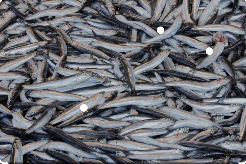 Lipa's Fish Market