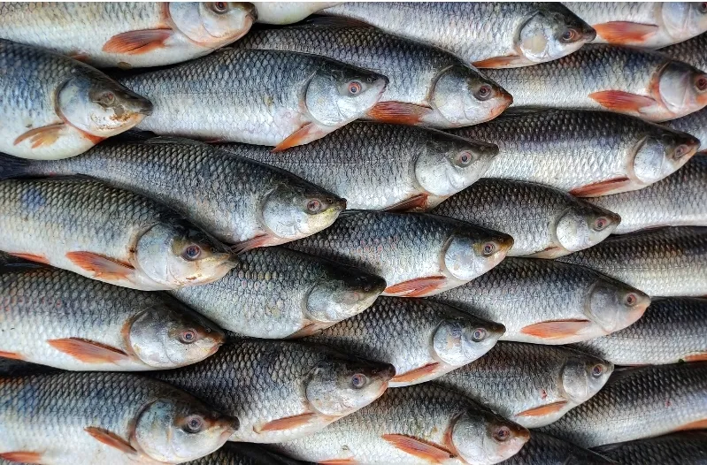 Lipa's Fish Market — photo 2