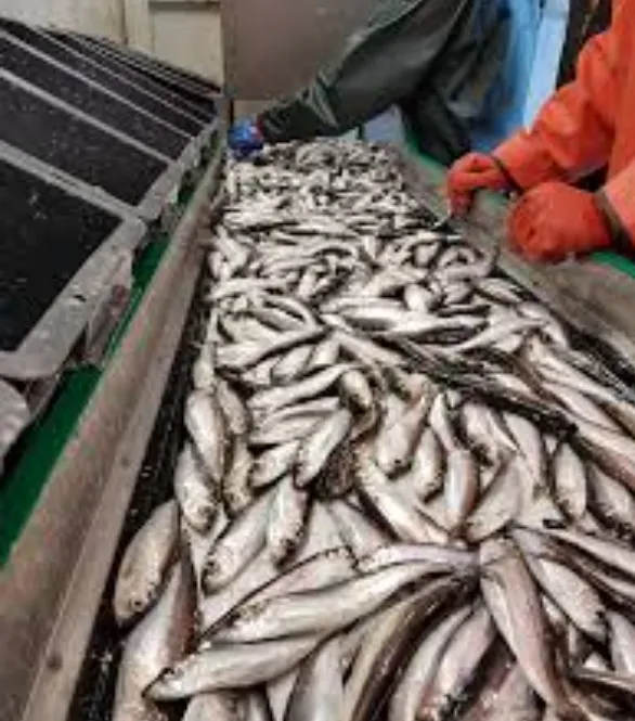 Lipa's Fish Market — photo 3