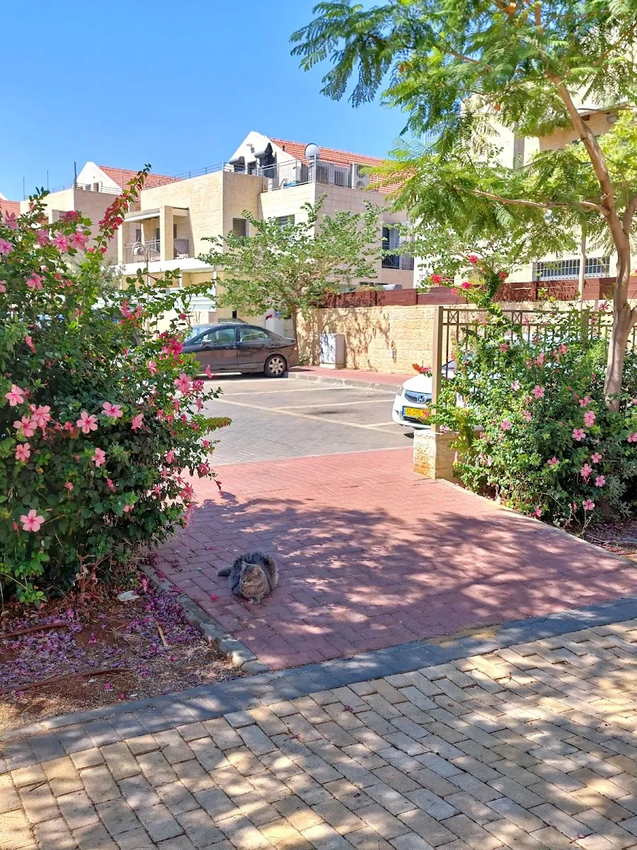 Ma'alot LeDavid Synagogue — foto 8