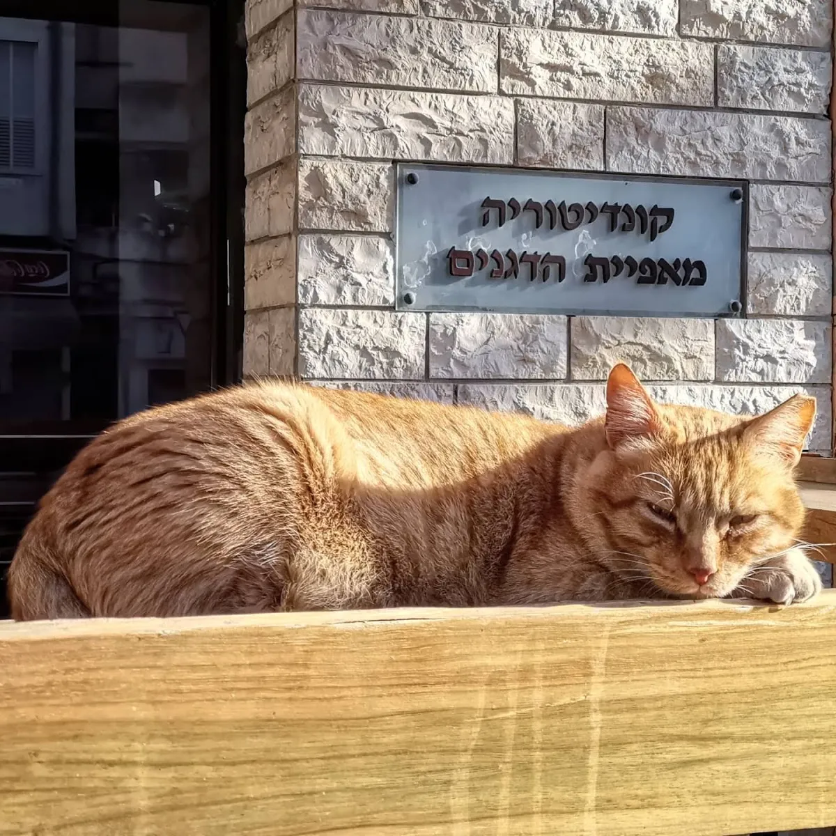 Maafiyat HaDganim (Herzl) — photo 3