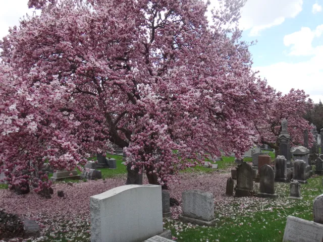 Machpelah Cemetery — foto 5