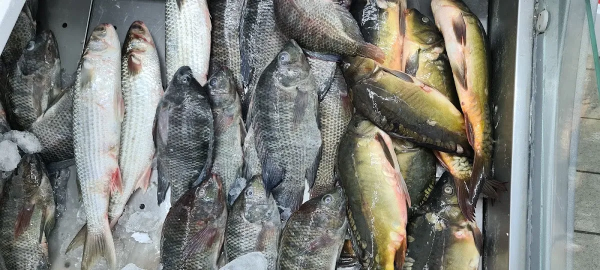 Master Fish — foto 2