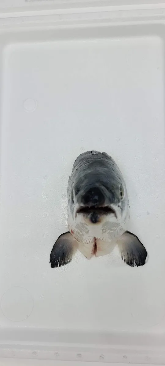Master Fish — foto 6