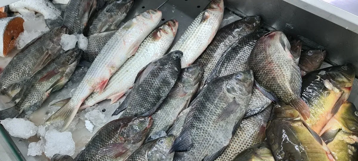 Master Fish — foto 7