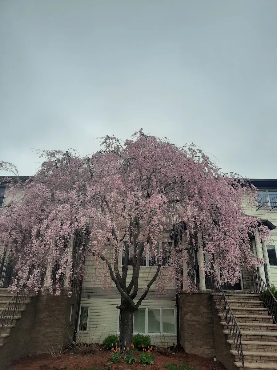 Mikvah Tahara of KJ — photo 3